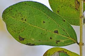 Image result for Strychnos madagascariensis