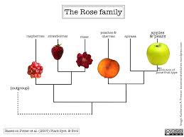Image result for Rosaceae