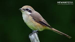 30+ gambar burung kolibri ninja hd. Jadwal Dan Takaran Makanan Untuk Anakan Burung Cendet Hewanpedia
