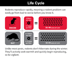 Orkin offers a general pest control plan, shielding your property from common household pests like ants, cockroaches, rodents, and stinging pests. Common Types Of Rodents Remove Rats Mice Orkin
