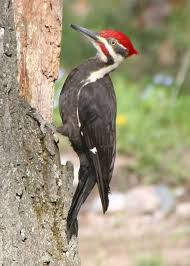 Birds Of Northern Michigan Piliated Woodpecker Bird Backyard Birds Birds Painting