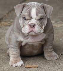 English Bulldog Puppy For Sale English Bulldog Puppy English Bulldog Puppies Cute Animals