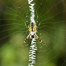 There are over 40,000 known species of spiders in the world, and north america is home to around 3,400 spider species, notes insectidentification.org. Black And Yellow Garden Spider Aurantia Argiope