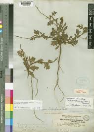 Image result for Oxygonum sinuatum