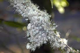 Mealybugs are small crawling creatures measuring about 2 mm long. How To Get Rid Of Woolly Aphids Tiny Fluffy Bugs Appear In The Southeast