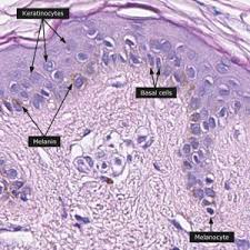 In addition, the omission of sentinel lymph node biopsy means that the nodal status is unclear. Integumentary System Histology
