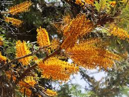 Image result for Grevillea robusta