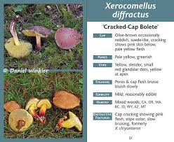 Image result for Xerocomellus diffractus