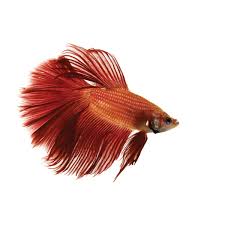 If you've already seen our betta fish tank setup guide and upsized your betta's aquarium with the necessary. The Fascinating Origin Of Betta Fish And Other Fun Betta Facts
