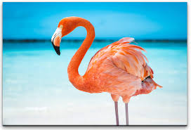 Visitors should expect to drive about an hour before arriving at flamingo. Flamingo Im Meer Wandbild In Verschiedenen Grossen Sinus Art Einzigartige Designs Geschenke Wandbilder Wohnaccessoires Zu Fairen Preisen