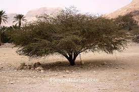 Image result for Acacia tortilis
