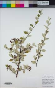 Image result for Cotoneaster pannosus