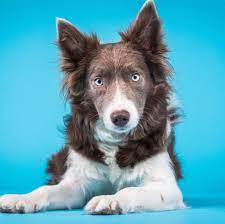 Skylight Border Collies Home Facebook