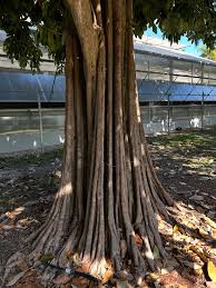 Image result for Synsepalum revolutum