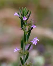 Image result for Micromeria