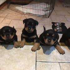 Rottweiler rescue dogs for adoption near conifer, colorado | petcurious. Rottweiler Puppies Colorado Rottweiler Puppies For Sale Facebook