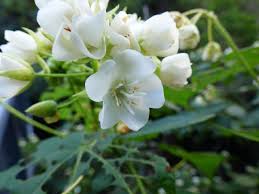 Image result for Dombeya acutangula