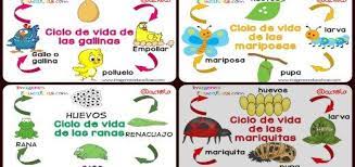 Ciclos Vitales Para Ninos Portada Ciclos De Vida Ciclo De Vida Animales Ciclo Vital
