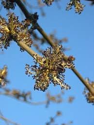 Maybe you would like to learn more about one of these? Fraxinus Excelsior Wikipedia