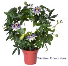 Carambola are small symetrical trees that fruit very prolifically. Passion Flower Vine Care How To Grow Passiflora Caerulea Indoors