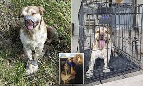 Dog Left For Dead Is Rescued By A Texan Plumber Kindness To Animals Rescue Dogs