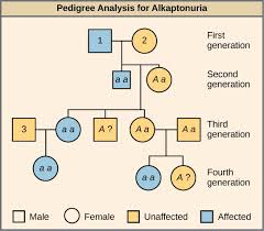 Recessive in the gene with alleles a and a from the cross. Https Userfiles Secure Educatorpages Com Userfiles Mrsruizhouston Dual Biology Textbook Apbiology Op Ch 12 Pdf