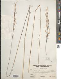 Image result for Loudetia kagerensis