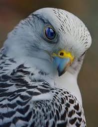 Birds And The Bees Lyrics Talking To Your Child About The Birds And Bees Birds Of Prey Beautiful Birds Animals Beautiful