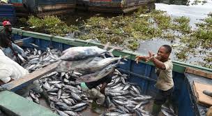 Fishmonger latest release • album. New Un Agriculture Agency Report Underscores Value Of Fishing In Fight Against Global Hunger Un News