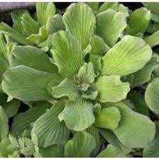 Image result for Pistia