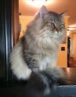 Siberian Cats — "Charodey" Cattery :: Cat Names