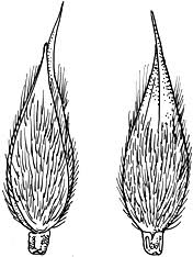 Image result for Eriochloa procera