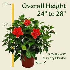 Image result for Hibiscus Red 2017 Vito