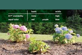 Mountain hydrangeas are the least common type of bigleaf hydrangea. Curious Chemistry Guides Hydrangea Colors American Scientist