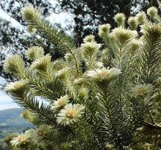 Image result for Phylica