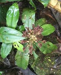 Image result for Floscopa