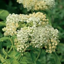 Image result for Asclepias palustris