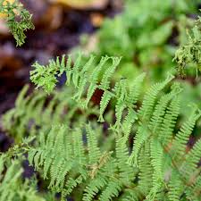 Image result for Athyrium