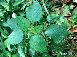 Image result for Laportea aestuans