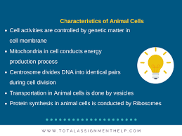 Explain the distinguishing characteristics of eukaryotic cells. The Major Difference Between Plant Cell Vs Animal Cell Total Assignment Help