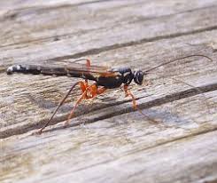 Image result for Alectra parasitica