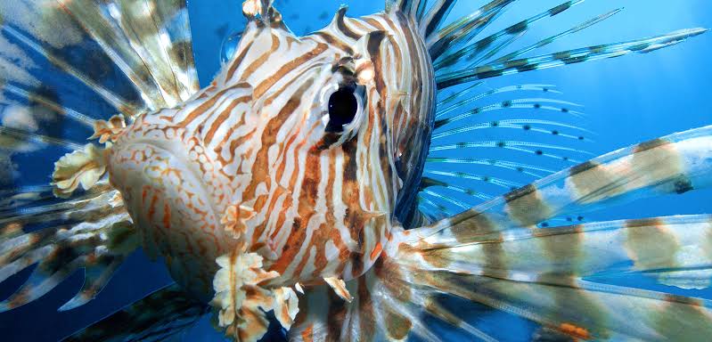 lionfish sting poison