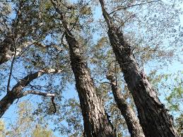 Image result for Androstachys johnsonii