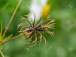Achenes) are topped with two or three upright or spreading (i.e. Close Up Of Bidens Pilosa Seed Stock Photo Picture And Royalty Free Image Image 97425072