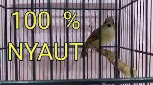 Maybe you would like to learn more about one of these? Download Burung Kaci Kaci Mp3 Mp4 3gp Flv Download Lagu Mp3 Gratis