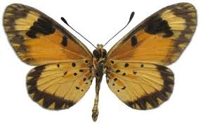 Image result for Mikania sagittifera