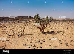 Image result for Maerua nervosa