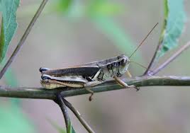 It is a voracious eater and has been slowly increasing its range, particularly in southwest manitoba. Two Striped Grasshopper Melanoplus Bivittatus By Lisa Kimmerling Jungledragon