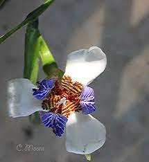 If you can dig a 2 deep hole in the soil, then you can plant your sets. Walking Iris Care How To Grow A Neomarica Blue Walking Iris Plants