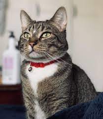 Got This Regal Man From A Couple On Craigslist Who Didnt Want To Deal With Him And Wanted A Pit Instead Hes My Purr Meis Diy Dog Costumes Dog Costumes Purring